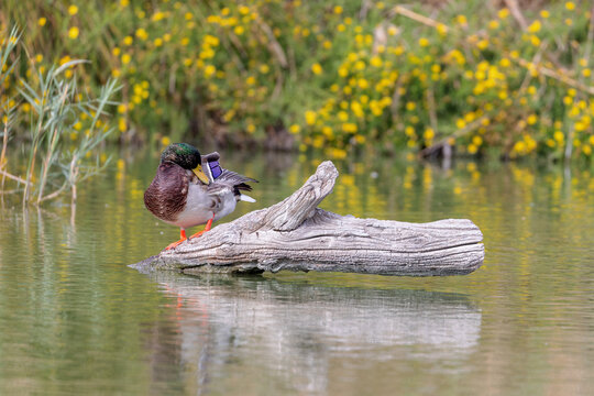 Mallard (Anas platyrhynchos) sitting on a log in a lagoon in the Camargue, France.