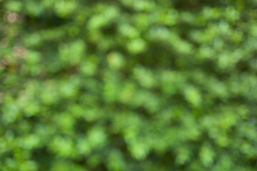 Blur green bush background in daytime © Denwisit