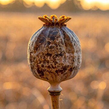 Close-up of a dried poppy seed head in a field at sunset.
