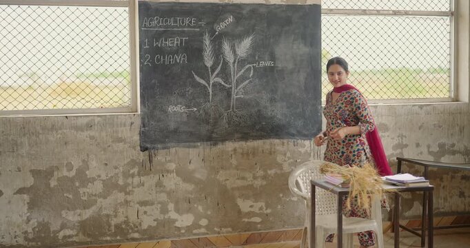 Indian young adult female teacher teach lesson show wheat plant roots on board indoor class room rural area. Tutor woman talk speak hold stick pointing read diagram explain crop parts at village place