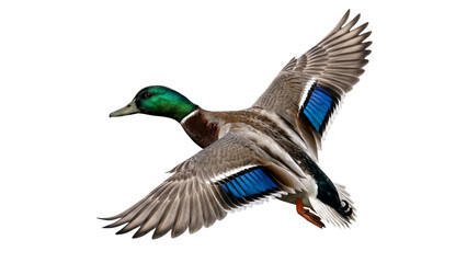 Mallard duck in flight with outstretched wings on transparent background © ATIQULISLAM