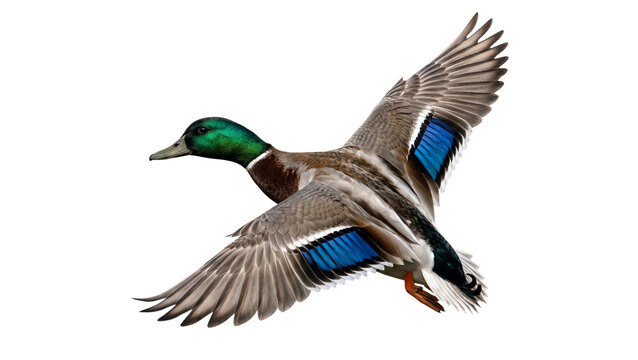 Mallard duck in flight with outstretched wings on transparent background