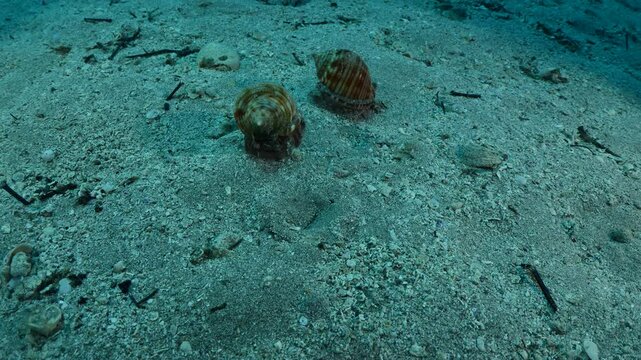Mediterranean Bonnet Snail, Semicassis undulata chasing  oter one underwater behaviour scenery phalium granulatum