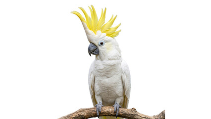 White cockatoo perched on a branch detailed feathers on transparent background © ATIQULISLAM