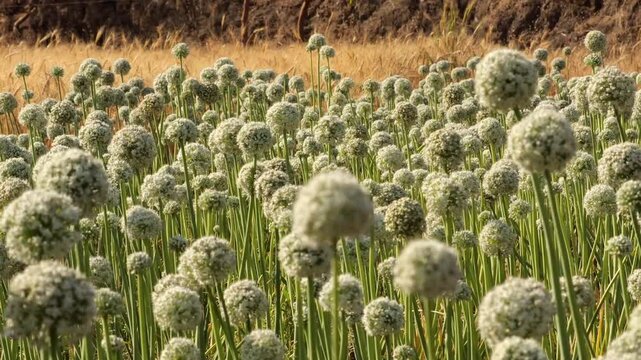 Blooming white onion flowers growing on a rural plantation. Close up view of round spherical allium heads swaying under warm natural sunlight. Agricultural farming background for seed production.