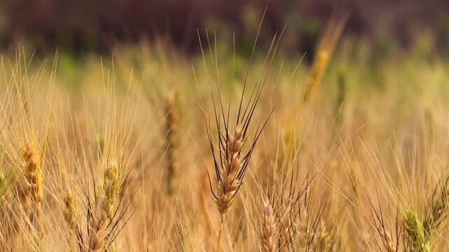Golden Wheat Field Landscape with Warm Golden Hour Over Wheat Farm. Peaceful Countryside View of Growing Grain Crops. Farming, agriculture, cultivation, harvest season. Concept in Sunlit Rural Meadow.