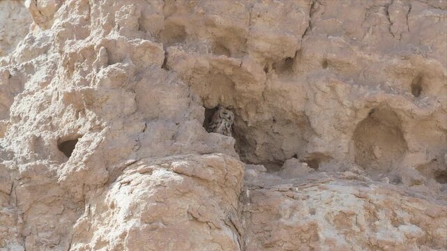 Dusty, eroded cliff face reveals hidden cave entrance. Small, weathered opening suggests ancient animal shelter. Rugged terrain shows signs of wind and time. Ideal for nature, survival