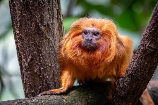 Close-up portrait of a golden lion tamarin (Leontopithecus rosalia) perched on a tree branch with vibrant orange fur and expressive eyes, captured in a  tropical forest setting.