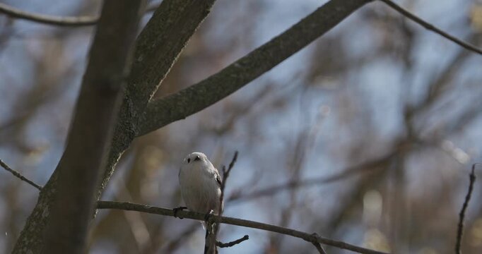 Wild Long-tailed Tit Aegithalos caudatus perched on a tree branch in winter