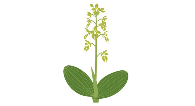 A detailed botanical illustration of a Twayblade orchid plant with two leaves and a tall flowering spike.