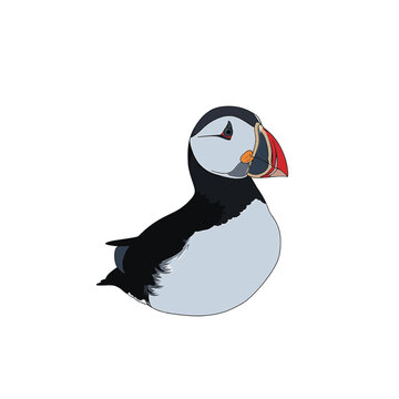 Atlantic Puffin vector illustration isolated on white background. Factual side profile of a sea bird featuring a colorful orange and red beak with black and white plumage.