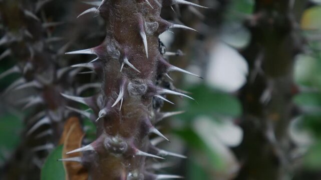 Closeup sharp thorns and spines on crown of thorns Euphorbia milii stem macro detail texture dangerous tropical plant