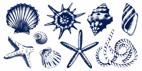 Blue ink illustration of seashells starfish and rope on white background © Shahabuddin