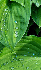 Obraz premium Drops of water after rain on the leaves of a green hosta. Selective Focus