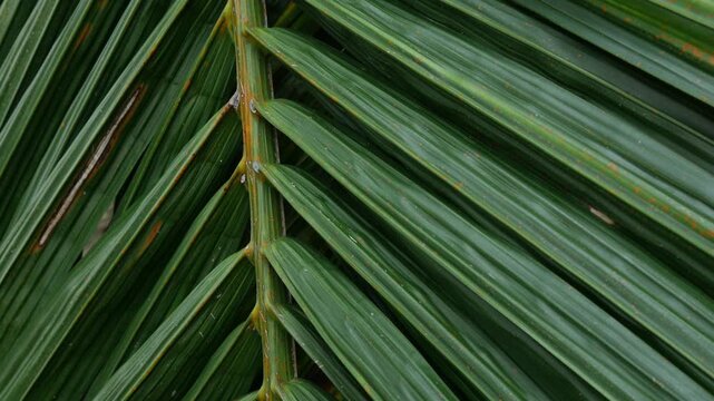 Close-up macro texture of tropical palm leaf surface with orange rust spots and diagonal green stripes pattern in natural light