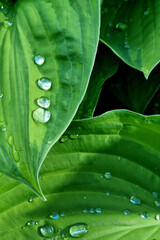 Obraz premium Drops of water after rain on the leaves of a green hosta. Selective Focus