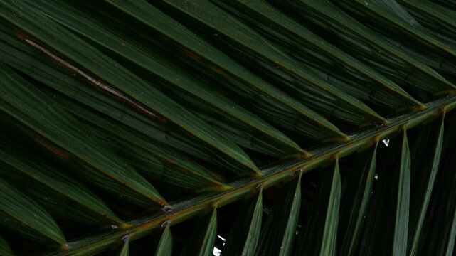 Close-up macro texture of tropical palm leaf surface with orange rust spots and diagonal green stripes pattern in natural light
