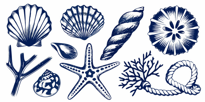 Blue Ink Illustration Set Of Marine Shells And Sea Life