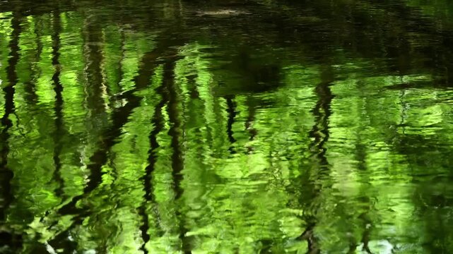 森の中を流れる清流　大分　男池園地