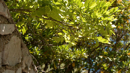 Fototapeta premium Sunlit Green Foliage Overhanging a Rustic Stone Wall in Bordeaux