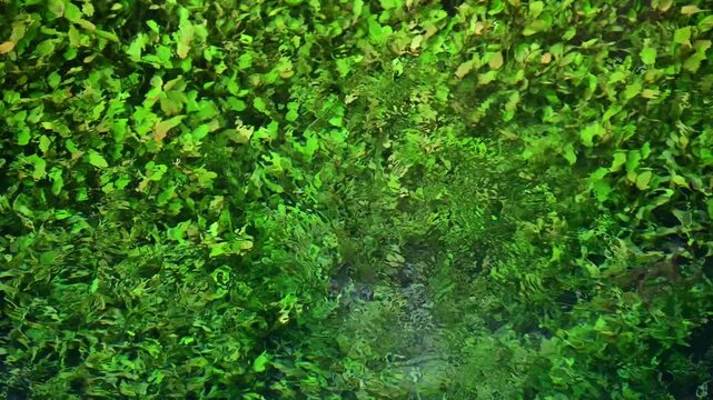 湧水に揺れる水草　大分　男池園地
