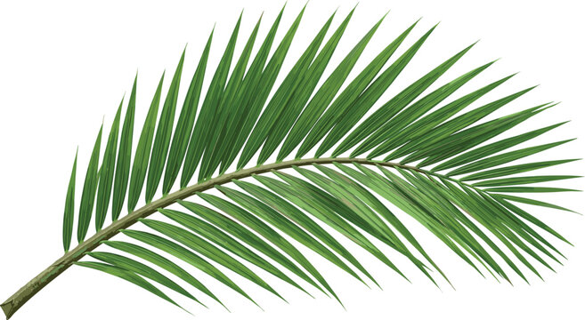  Realistic Green Palm Frond Leaf Vector Illustration with Detailed Texture for Tropical Nature Botanical Summer Beach and Decor Design Projects