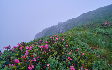 Fototapeta premium Vibrant pink wild Rhododendron myrtifolium bloom on a lush, dew-kissed green hillside under a thick, misty fog blanket blankets the mountain landscape