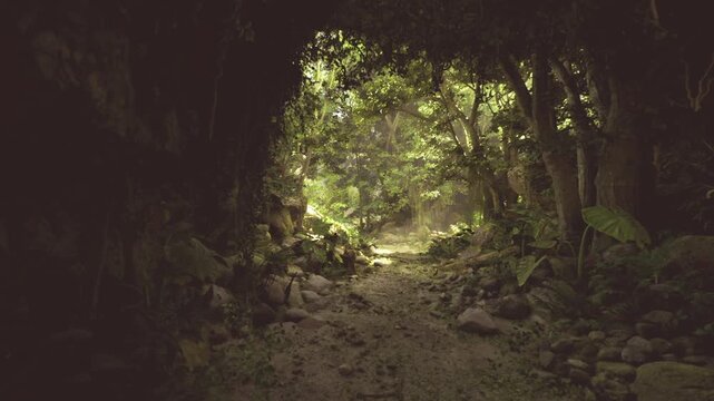 Shadowed forest trail with tangled roots and dense understory, shafts of muted light filtering through thick canopy, humid earthy atmosphere with fernlined path