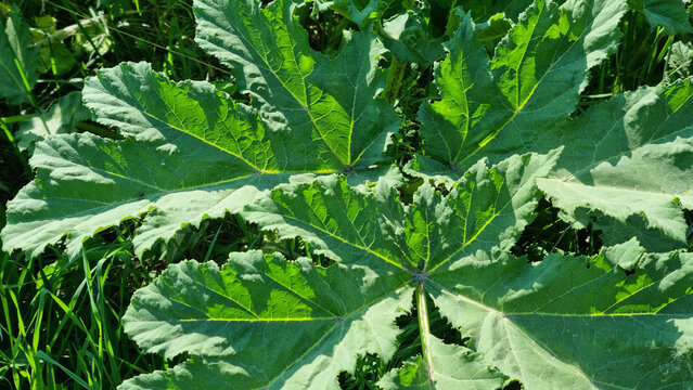A close-up of the dangerous Sosnowsky's hogweed plant. It infests cropland.