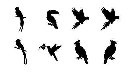 Obraz premium Diverse Bird Silhouettes Collection: Tropical, Perching, and Flying Avian Icons for Nature and Wildlife Designs