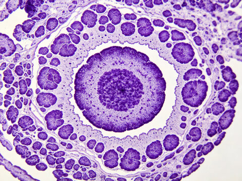Original Toluidine blue metachromatic stain of mast cell, characteristic purple metachromatic cytoplasmic granules, normal connective tissue, natural histochemical contrast, authentic specimen