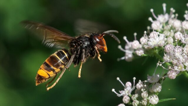 Asian Yellow-legged Hornet Natural Macro