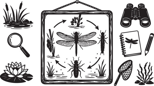 Vintage dragonfly life cycle, insect biology vector set
