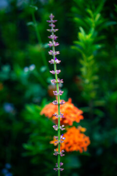 Vertical sprig of purple blossoms rises against blurred green foliage called Salvia