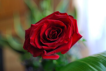 a red rose in a vase on the table © Piotr