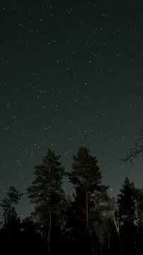 Time lapse of starry night sky above silhouetted forest treetops, celestial motion revealing countless points across dark atmosphere, vertical footage