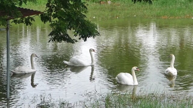 elegant white swans swimming together in a row on a calm pond under the gentle shadow of overhanging tree branches.