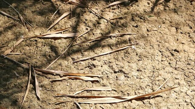 Top-down view of dry, textured ground and soil covered with scattered dry bamboo leaves and natural shadows from sunlight.