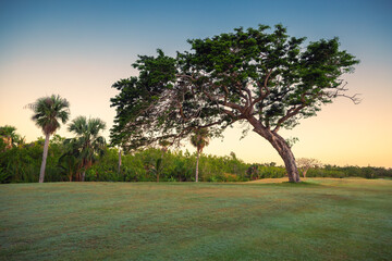 Obraz premium Large tropical tree on a green lawn with palm trees at sunrise
