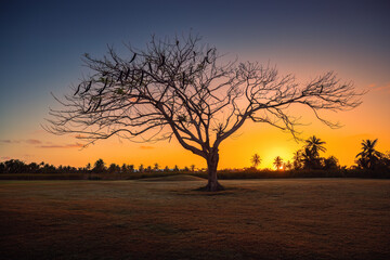 Obraz premium Silhouette of a lonely bare tree on a field during a spectacular golden sunrise
