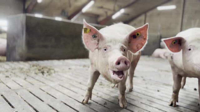 Domestic pigs inside commercial breeding farm