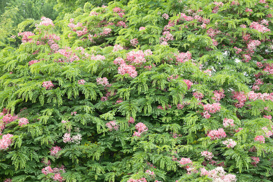 Cassia javanica, commonly known as Java cassia, pink shower, apple blossom tree.