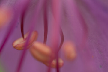 pink pflanze makro natur