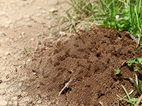 Red Imported Fire Ant Agricultural Ecology