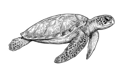 Obraz premium Sea Turtle Swimming Side View Detailed Sketch Vector Illustration
