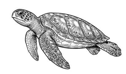 Realistic Sea Turtle Side Profile Swimming Sketch Vector Art © Sadman