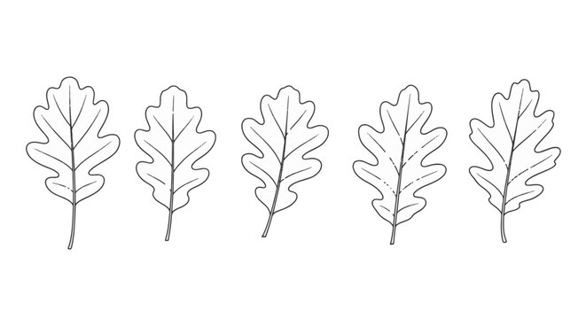 Set of five minimalist hand-drawn oak leaf illustrations in black line art on a white background. Five different botanical foliage elements showing veins and lobed shapes in a row.