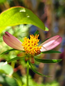 A close up photo of the flower of Cosmos caudatus (Ulam Raja or King's salad), a popular herb in Asia known to have medicinal properties and is well-studied in scientific research.