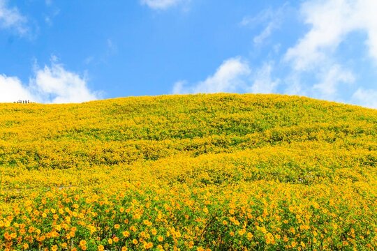 field of yellow flowers