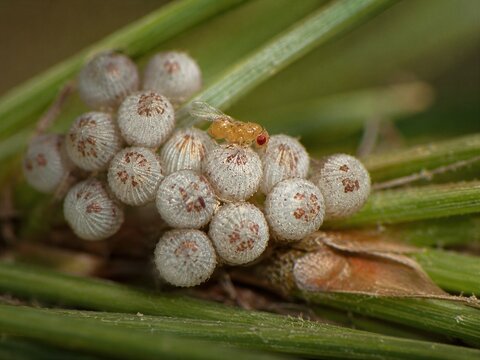 Trichogramma Dendrolimi Super Macro Biological Control
